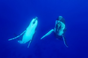 Humpback whale (Megaptera novaeangliae) Socialising whales. Kingdom of Tonga