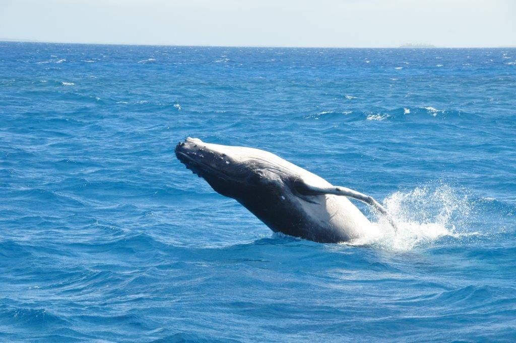 Breaching Humpback whale calf