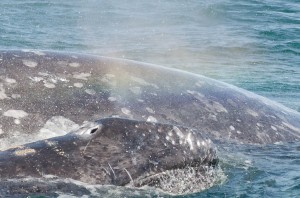 Gray whale Mum and calf