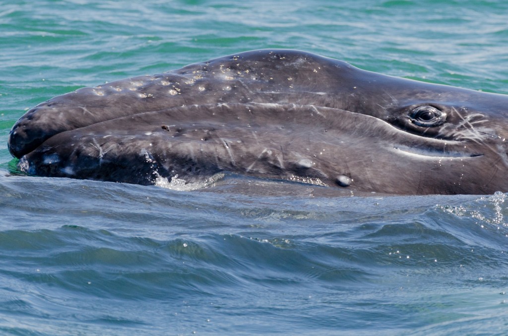 Gray whale calf looking