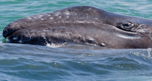 Inside out – Breaking News from the Gray Whale Lagoons