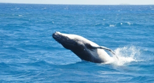 Te Mana o Te Manoa - Swimming with whales